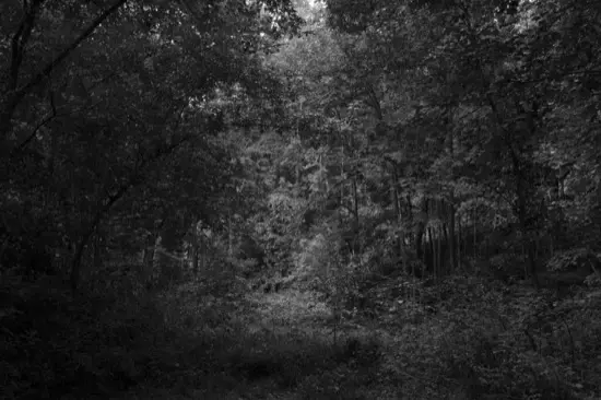Elegance Is Refusal — photograph 11