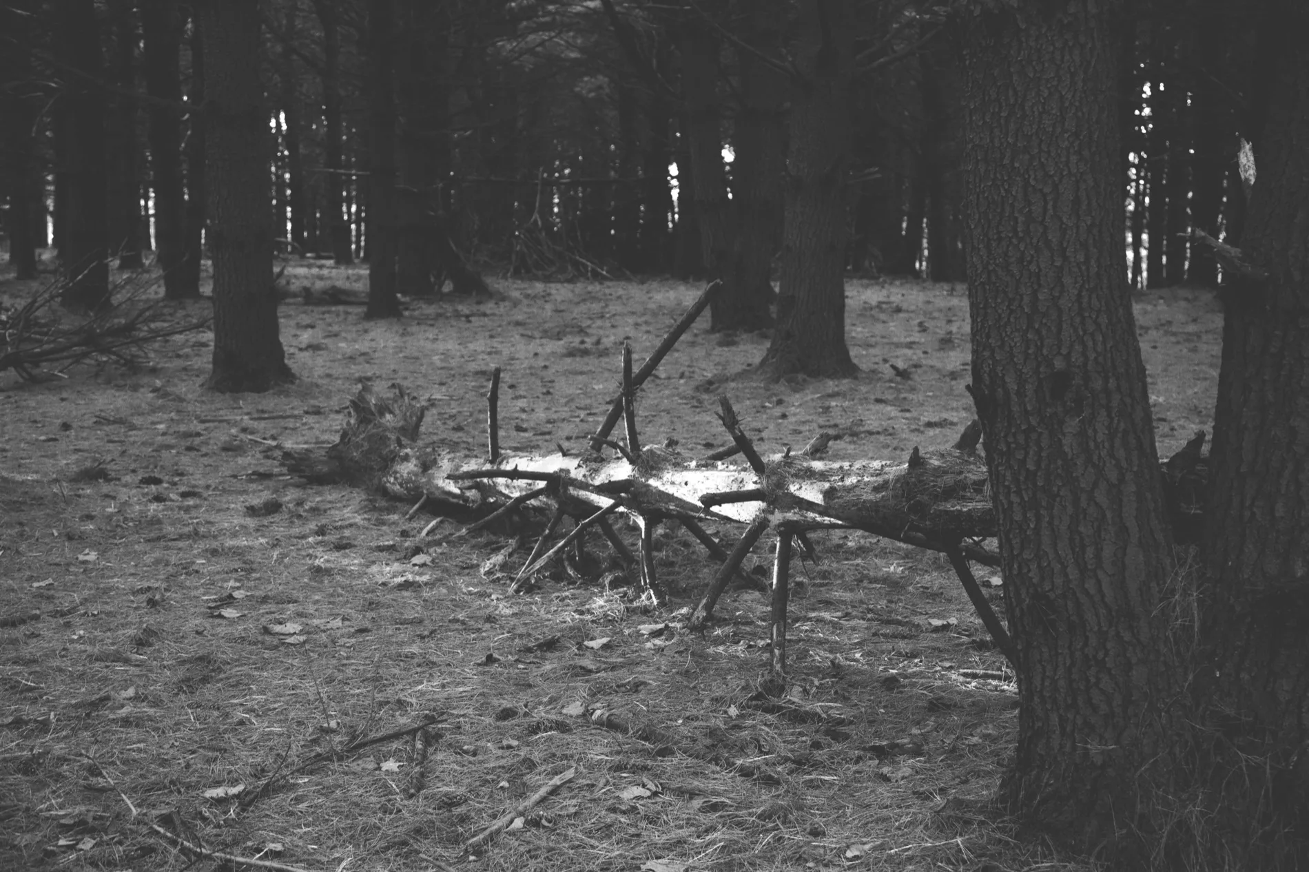 Landscapes (Stages) — photograph 1